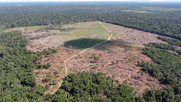 Desmatamento na Amazônia