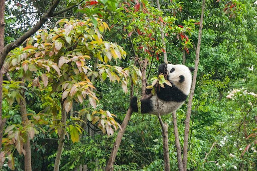 chengdu