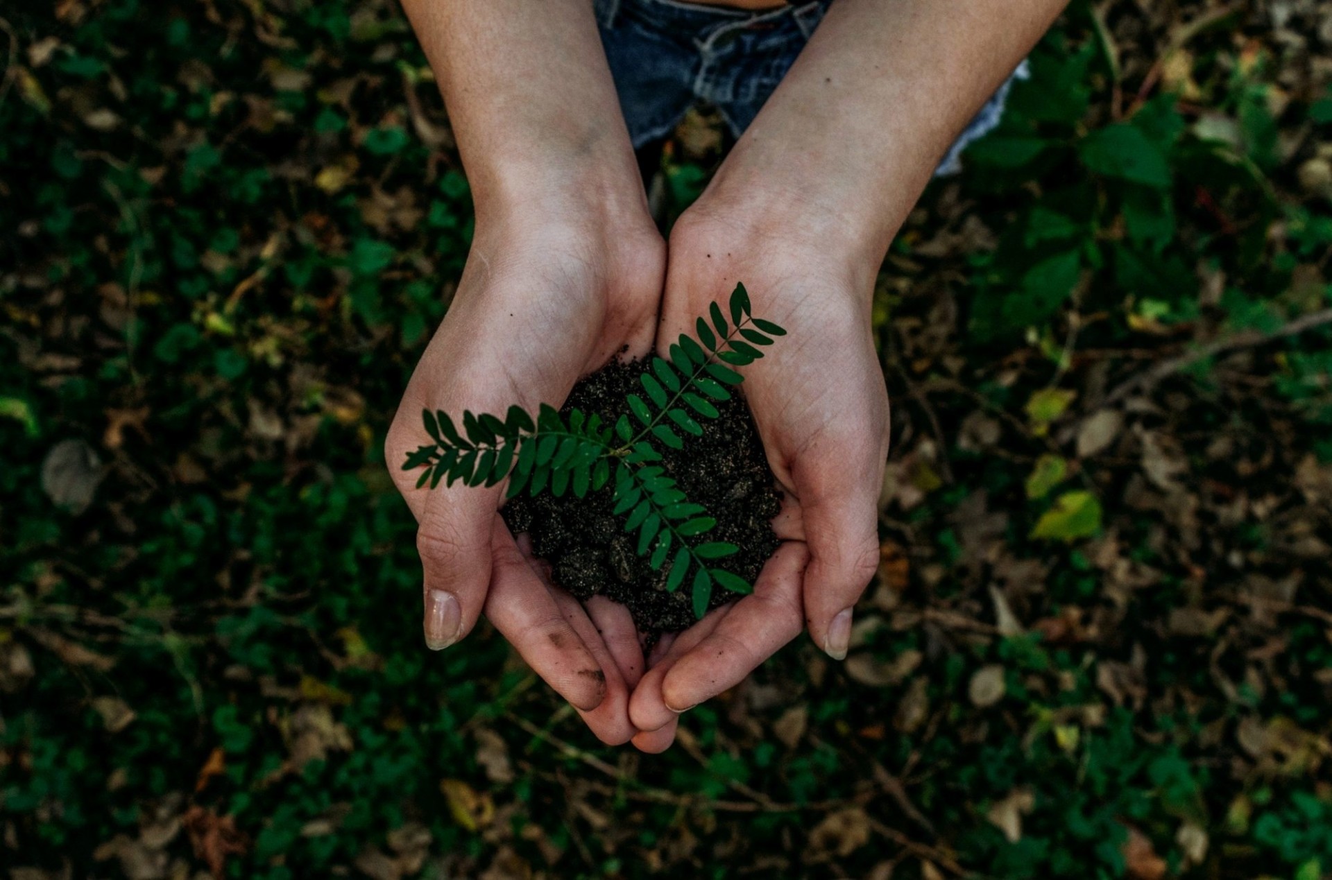 Environmental Education and Green Lifestyle
