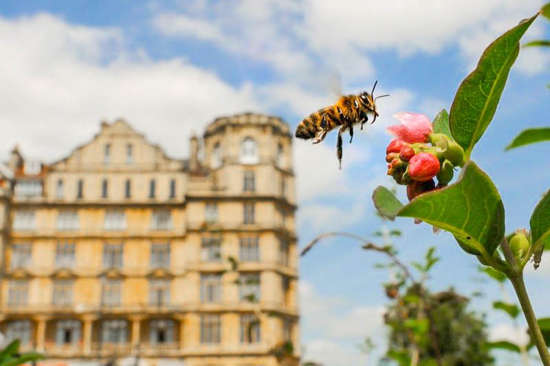Bee in City