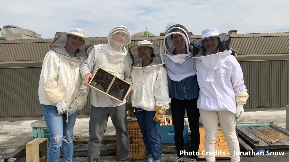 Honey Bees on the University Rooftop