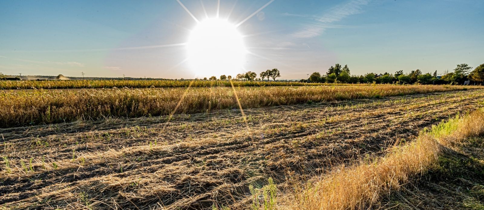 sun beating down on field of crops
