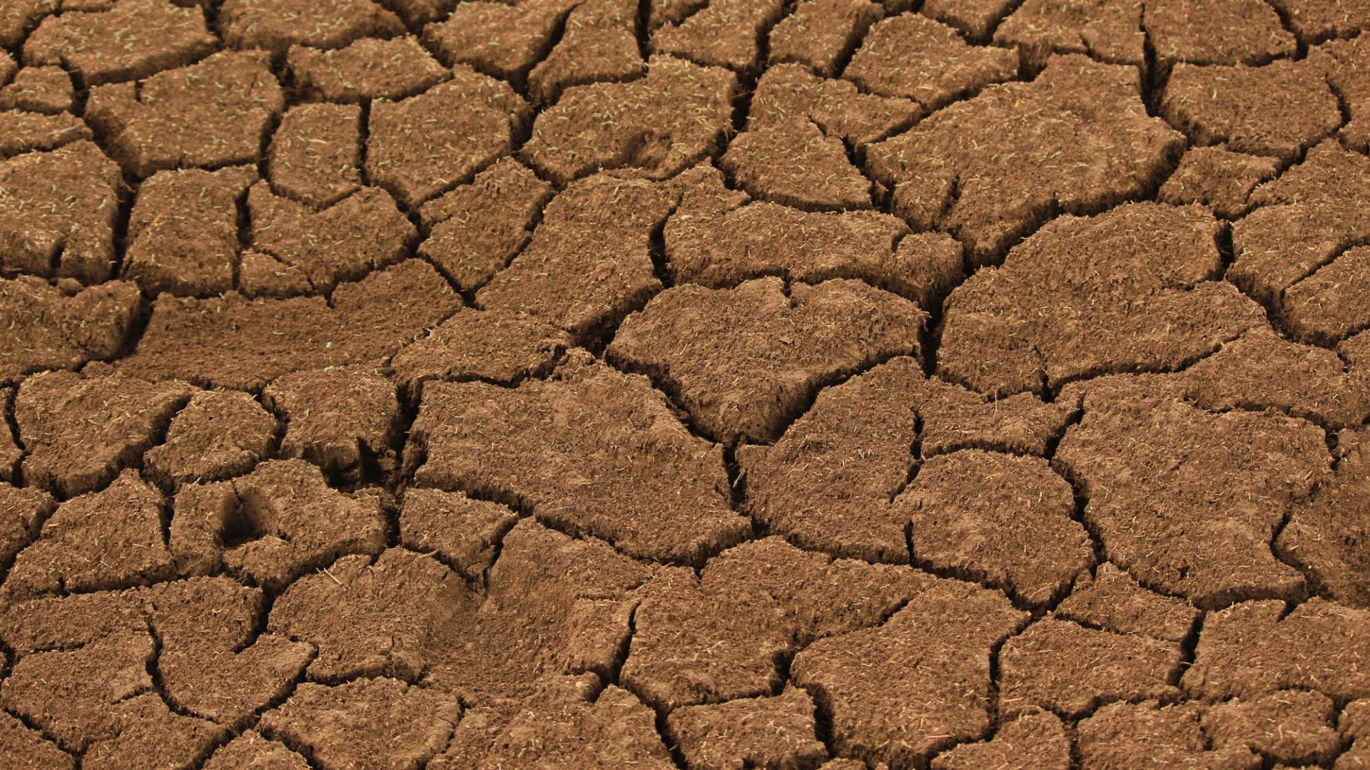 dry, cracked soil