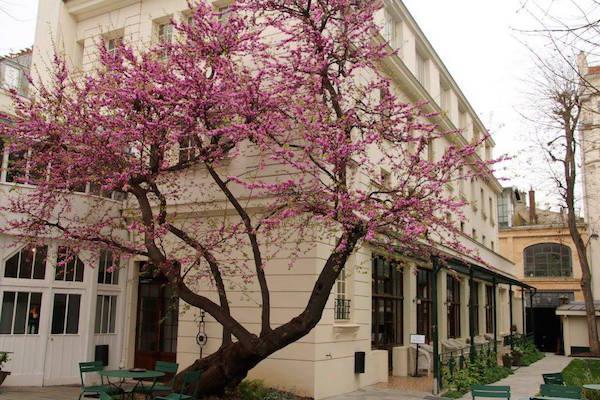The Judas Tree in the courtyard