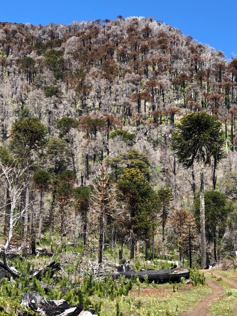 Several national protected areas in the Araucanía region of Southern Chile were chosen as research sites for the project