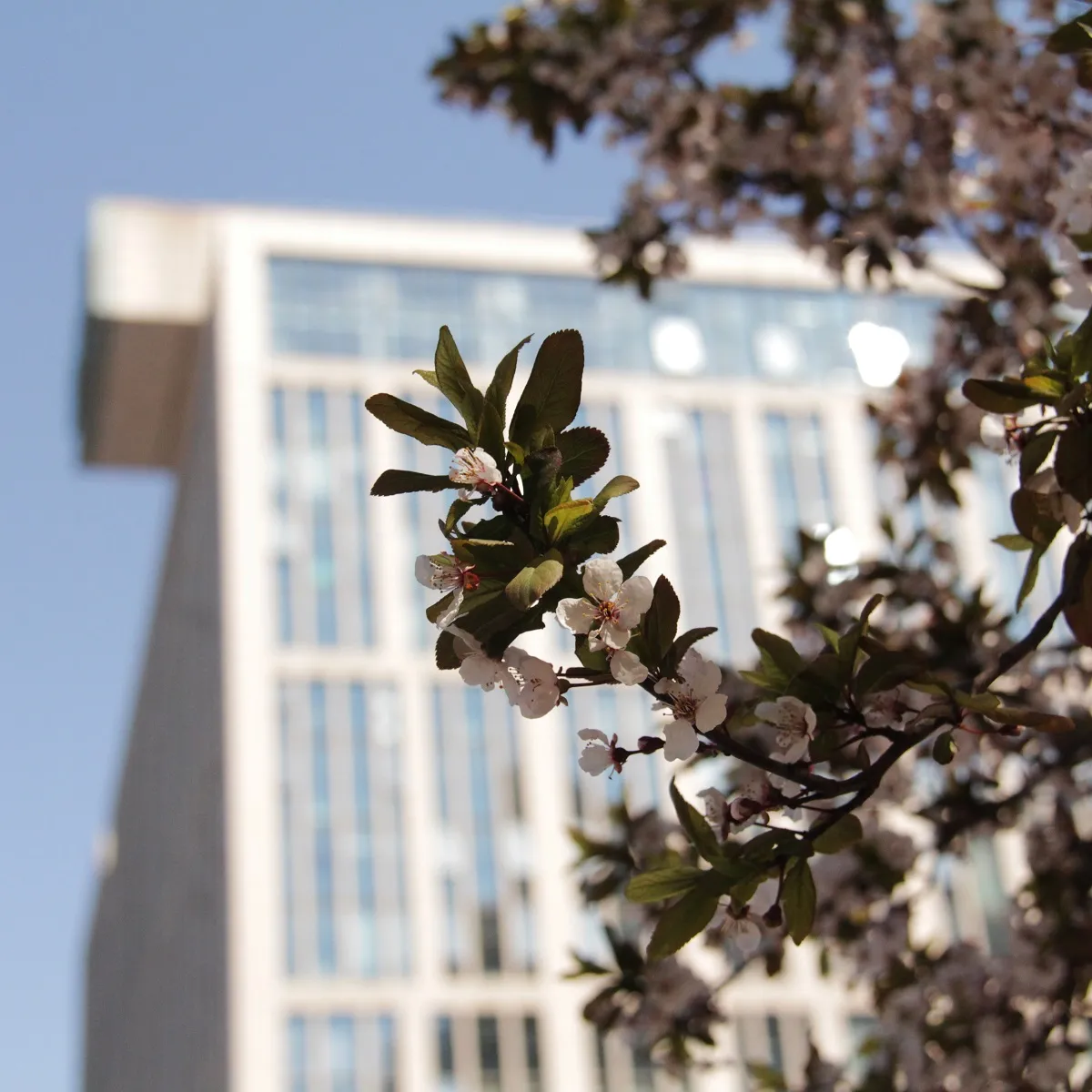 About the Beijing Center 