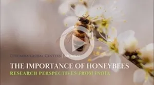 Honey Bee