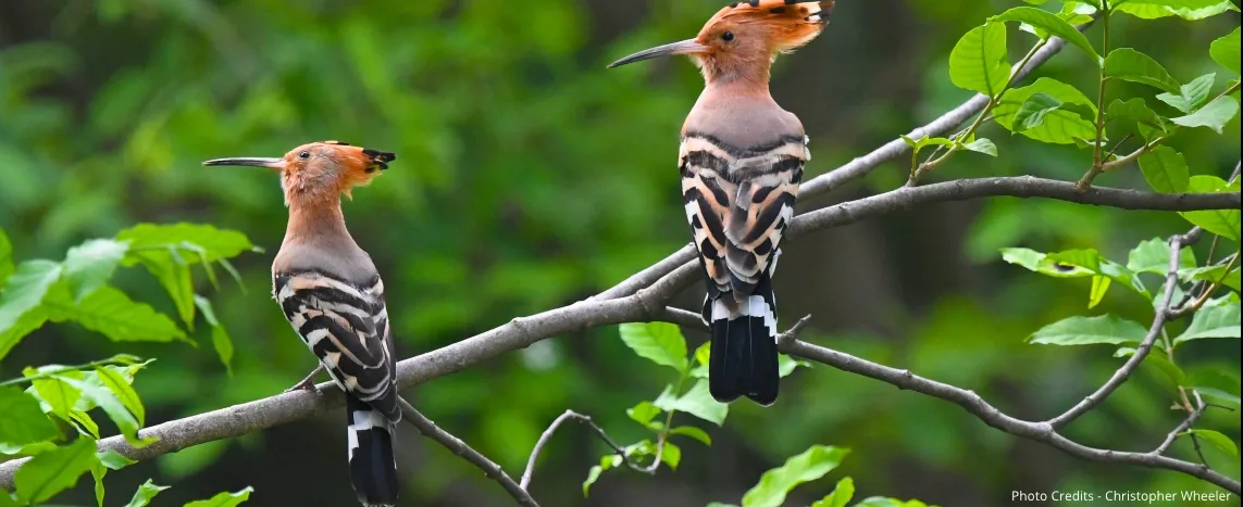 Biodiversity