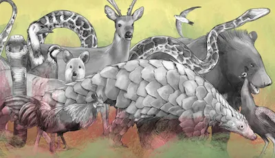 Wildlife Trade