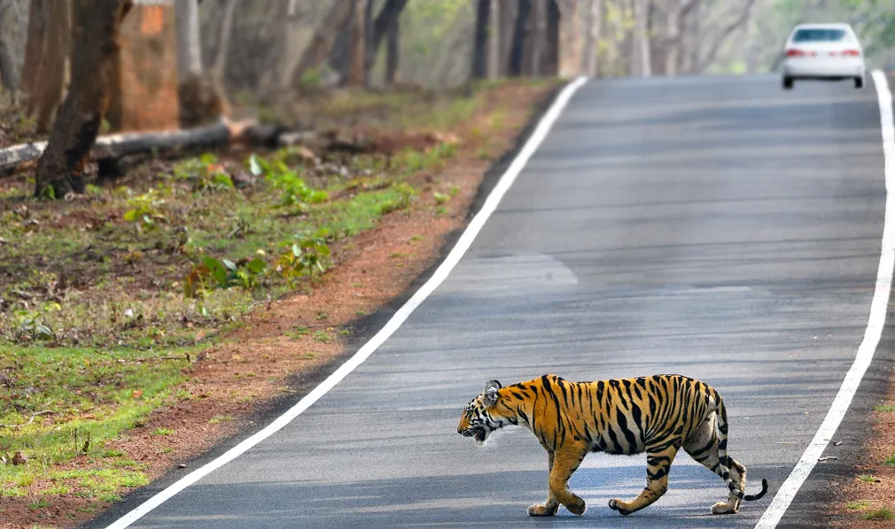 Wildlife and Infrastructure
