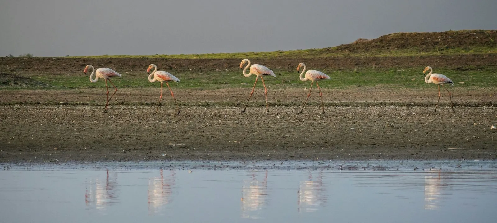 flamingos walk along a shoreline