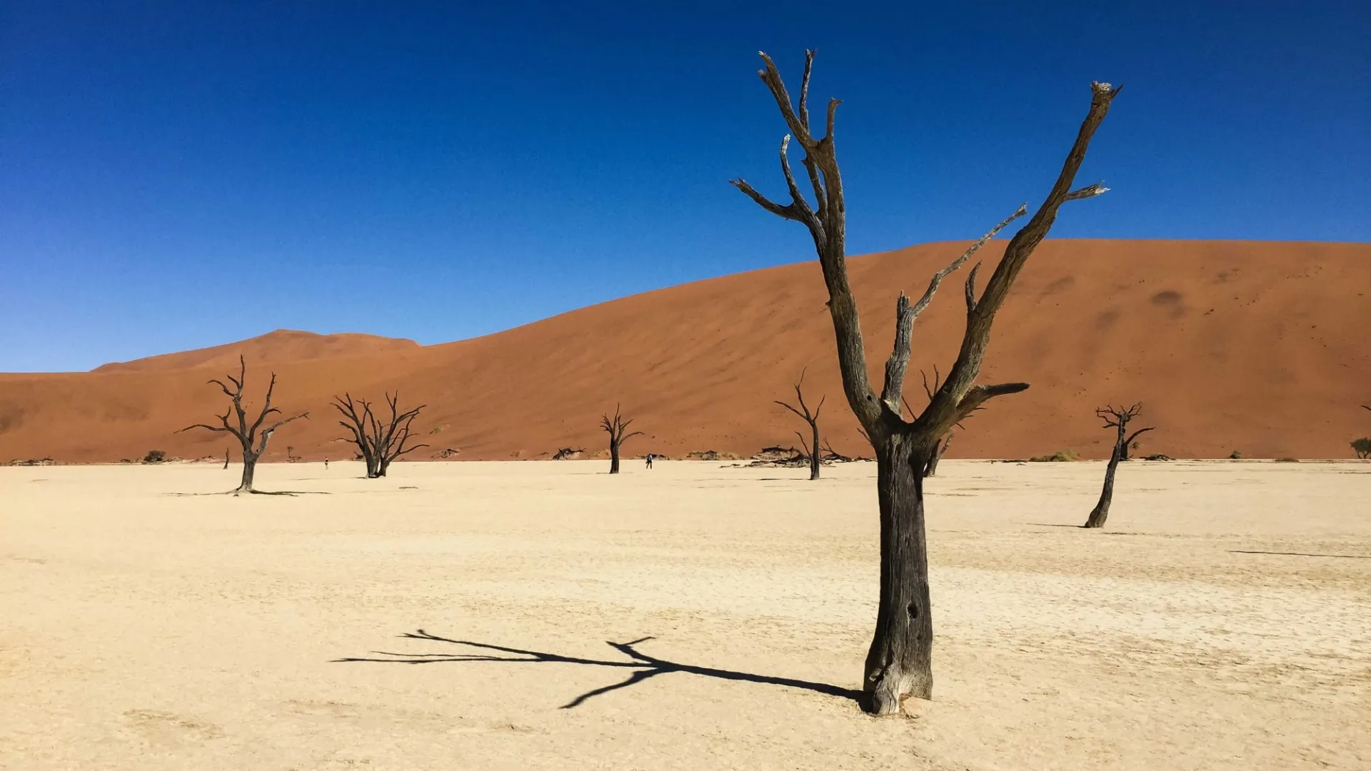 Withered Trees on Brown Soil Under Blue Sky, Hardap Region, Namibia (Photo by Joao Aguiar/Pexels.com