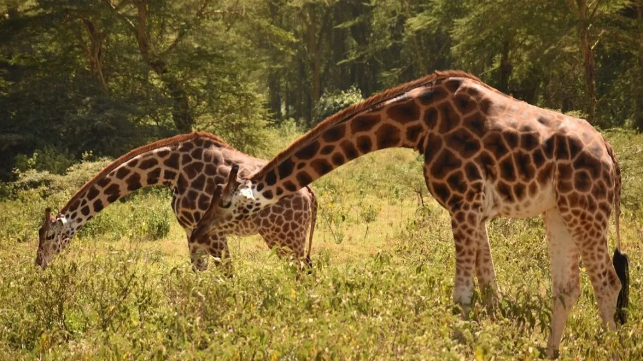 Lake Nakuru 