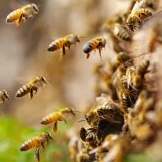 Don't Bee Afraid