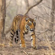 Rewilding India
