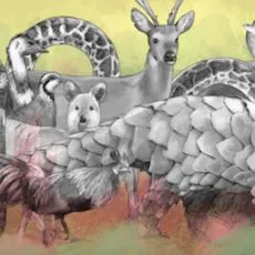 Wildlife Trade and the Global Health Crisis