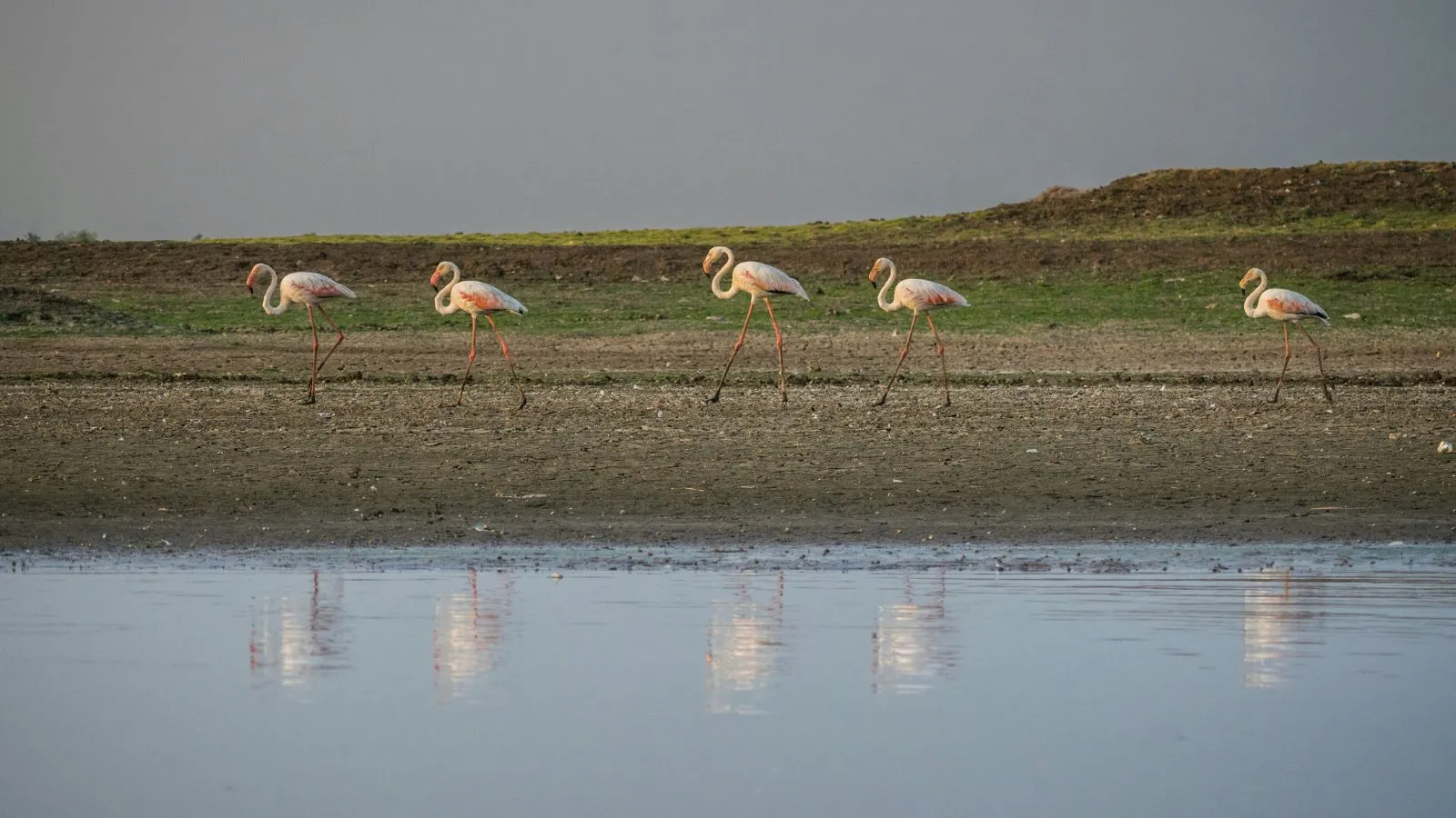 flamingoes